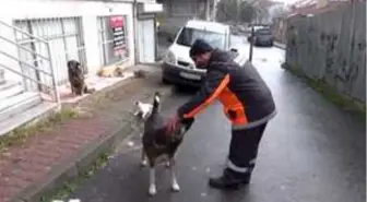 Sultangazi'de temizlik işçisi ile köpeğin dostluğu yürek ısıttı