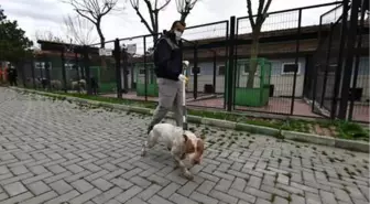 Yasaklı ırk köpek denetimi artırıldı