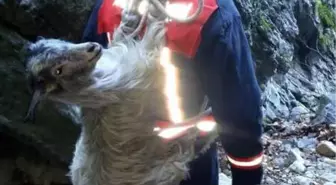 Kanyonda mahsur kalan keçiye ulaşıp, sırtına bağladı