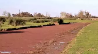 'KIZILIRMAK'TA RENK DEĞİŞİMİ NEDENİ EĞRELTİ OTU KİRLİLİĞİ FİLTRELİYOR'