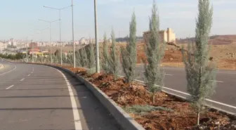 Midyat'ta Orta refüjlerde ağaçlandırma çalışması