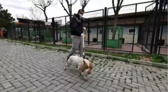 Yasaklı köpekler barınakta koruma altında