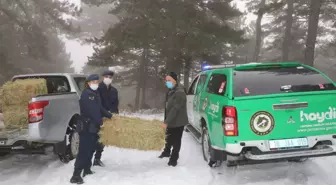 Çankırı'da jandarma, yaban hayvanları için doğaya yem bıraktı