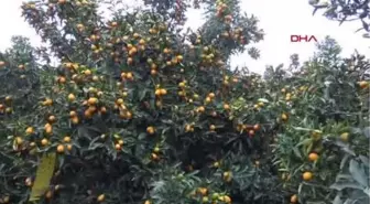 TÜRKİYE'NİN TROPİKAL MEYVE BAHÇESİ' GAZİPAŞA