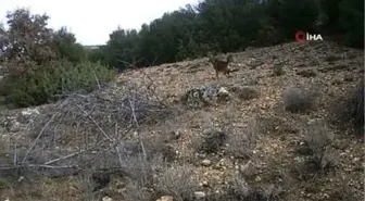 Uşak yaban hayatı fotokapanlara böyle yansıdı