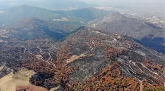 MANİSA'DA ORMAN YANGINI SONRASI 300 BİN FİDAN TOPRAKLA BULUŞTURULDU