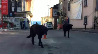 Rumeli Feneri Köyü'ne topluca bırakılan köpekler köylülerin korkulu rüyası haline geldi