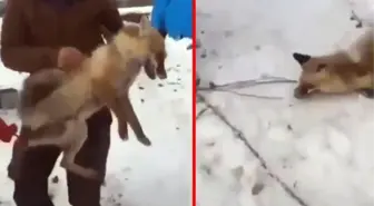 Yaralı tilkiye işkence edilen video sonrasında valilik harekete geçti