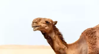 Devenin ısırdığı adam, hayatını kaybetti