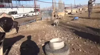 Kangal köpeği yetişkin kuzuları emziriyor