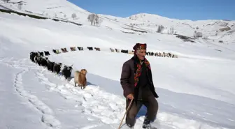 Besiciler, yayladaki sürülerini karlı dağları aşarak köye ulaştırdı