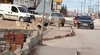 Seyitgazi'de köpek dehşeti