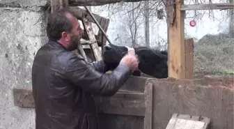 Yılbaşı gecesi çıktığı balkonda mahsur kalan tosun, yine aynı yerde mahsur kaldı