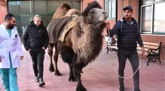 BURDUR'DA DEVEYE KATARAKT AMELİYATI