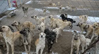 Iğdır'da dağa terk edilen köpekleri belediye ekipleri kurtardı