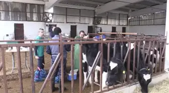 Süt verimi yüksek inek elde etmek için 7 düveye embriyo nakledildi