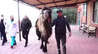 Burdur'da deveye katarakt ameliyatı
