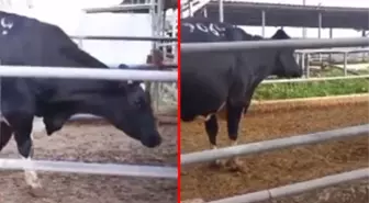 Çiftlikteki ineğin memesine bakanlar gerçek olduğuna inanmadı!