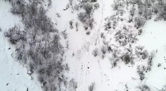 Çatak'ta çığ düştü, keçiler telef oldu