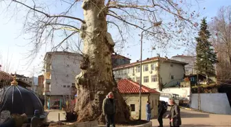 5 asırlık çınar ağacı mahallenin sembolü haline geldi