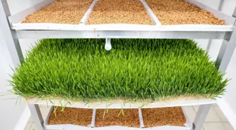 Bucalı çiftçinin yüzü güldü