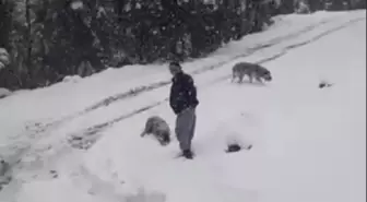 Hayvanlara yem vermeye gittiler, mahsur kaldılar