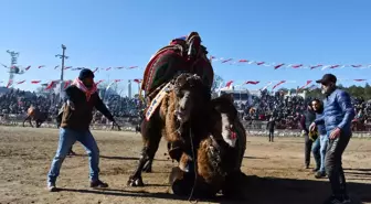 Deve güreşi festivaline yoğun ilgi