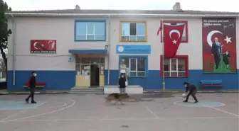 Öğrenciler 'Pele' isimli sokak köpeğiyle derse girip oyunlar oynuyor