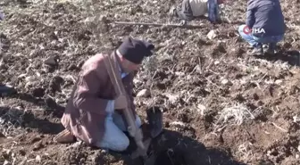 Kilis'te çiftçiye fidan desteği