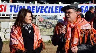 Yatağan Belediyesi Deve Güreşi Festivali, renkli görüntülere sahne oldu