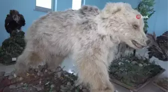 Nesli tehlike altında olan yaban hayvanları mumyalanıyor