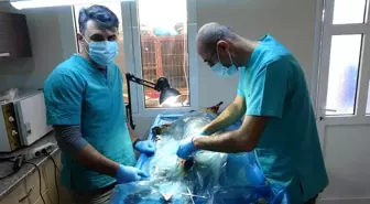 Veterinerler barınaklara teslim edilen yasaklı ırkları kısırlaştırmaya yetişemiyor