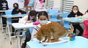 Soğuktan kurtarılan kedi Bilgi Evi'nin maskotu oldu