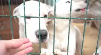 Hatay'da 162 yasaklı ırk köpek kısırlaştırıldı