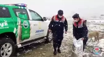 Polis ve jandarma ekipleri sokak hayvanlarını unutmadı