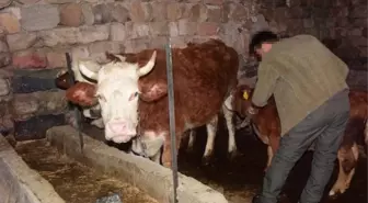 Böylesi yüzyılda bir yaşanır! İneğini ''Memişlerini yerim Fatma'' diye severken, yoldan geçen Fatma üzerine alındı