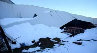 KAHRAMANMARAŞ - Çatı çökmesi sonucu 12 büyükbaş telef oldu