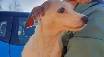 Mahsur kalan köpek için ''sosisli drone'' operasyonu düzenlendi!