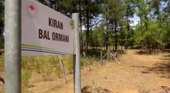 TAB Başkanı Şahin; 'Bal ormanı alanları genişletilmeli'