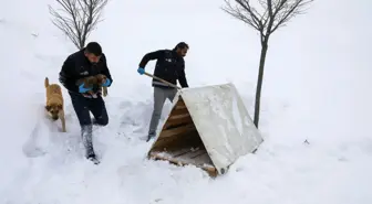 Ekiplerin dikkati yavru köpekleri donmaktan kurtardı