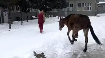 Ayağı kırılan katıra vatandaşlar sahip çıktı