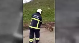 İş yerine giren tilki itfaiye ekiplerince yakalanarak doğaya bırakıldı