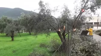 Bodrum'da zeytin ağaçlarını hortum vurdu