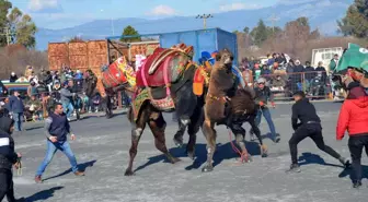 Didim'deki deve güreşleri renkli görüntülere sahne oldu