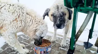 Besni'de sokak hayvanları unutulmadı