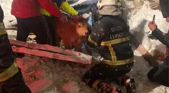 Düzce'de kardan çatısı çöken ahırda mahsur kalan büyükbaşlar kurtarıldı