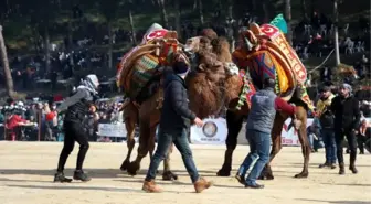 Soğuk havaya rağmen deve güreşi festivaline yoğun ilgi