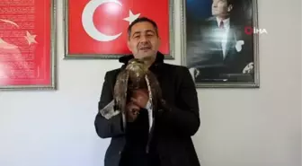 Yaralı şahin tedavi altına alındı