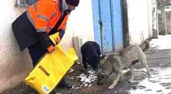 Bandırma Belediyesi sokak hayvanlarını unutmadı