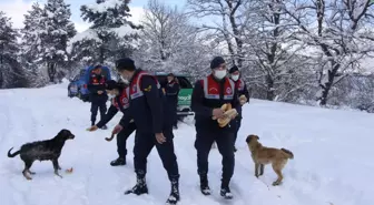 Jandarma sokak ve yaban hayvanları için doğaya yem bıraktı